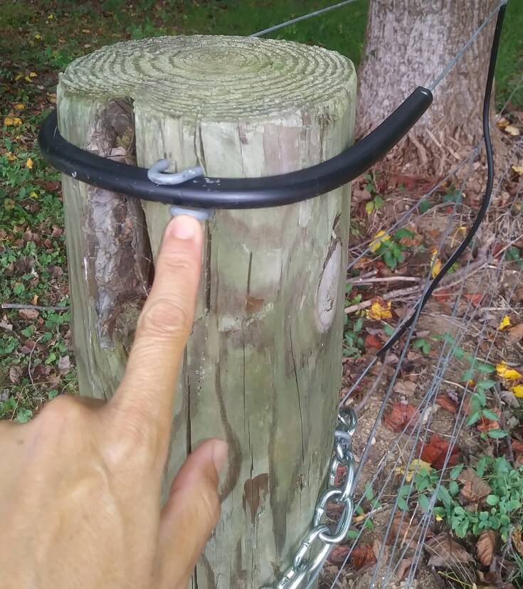 Troubleshooting electric fence. Corner posts and their insulators are secured with two staples (above and below). I touch the staple to see if it has broken through the insulator.