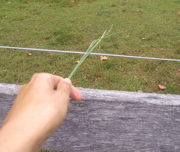 Picture of a hand holding a grass stem against electric fence. There is about 3 inches between the fence and the hand. Used to troubleshoot electric fences.