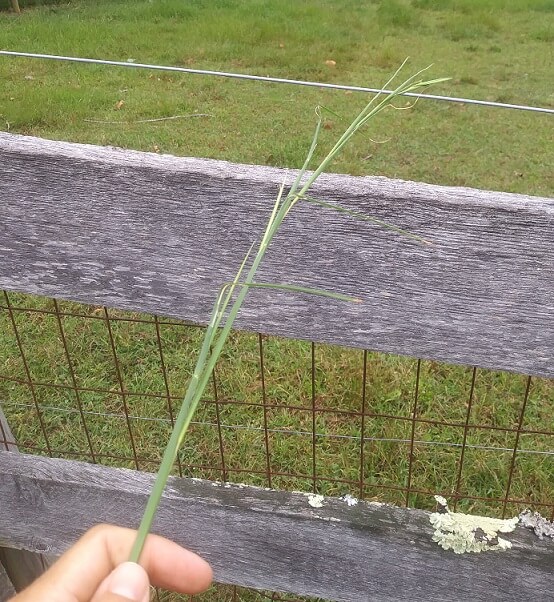 Testing electric fences without a tester. Picture of a hand holding a grass stem against electric fence. There is about 10 inches between the fence and the hand.